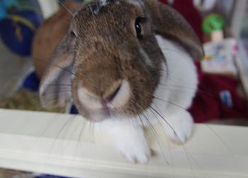 Willow saying 'Hello'