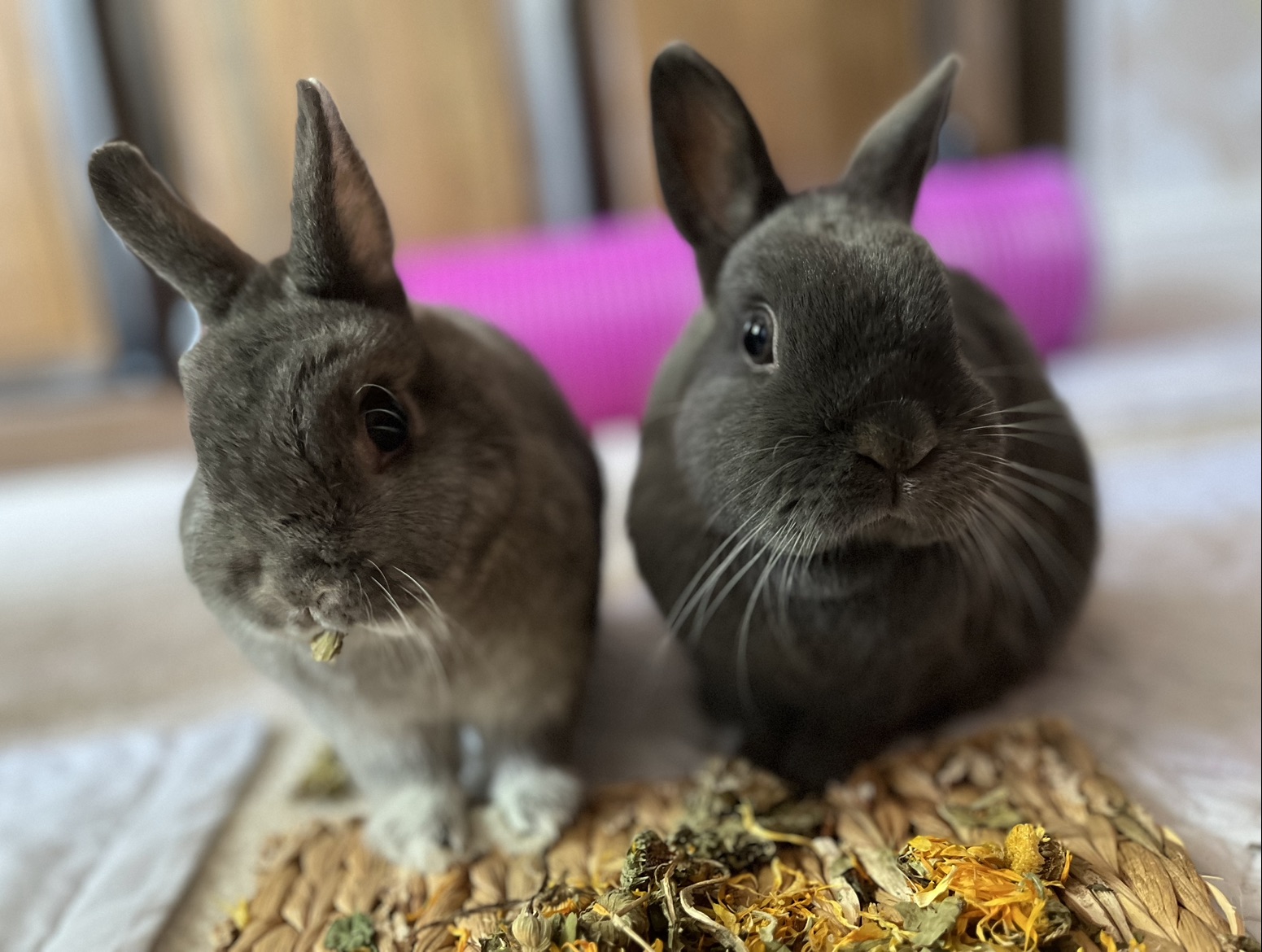 Belle & Sébastien enjoying their hay